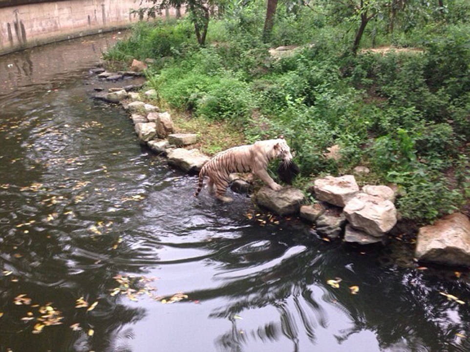 Tiger Takes Away a Woman’s Handbag in the Zoo