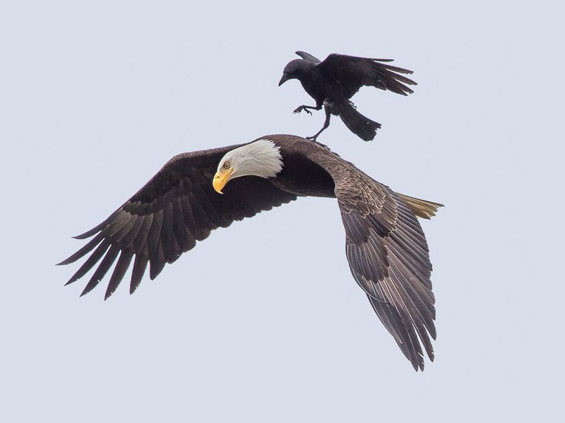 Crow Gets a Ride on Eagle’s Back
