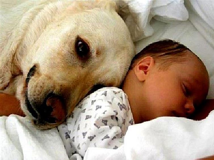 Dog Saves Adandoned Newborn’s Life