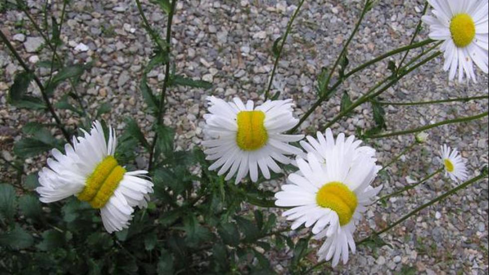 Daisies Mutated Due to Radiation From Nuclear Plant
