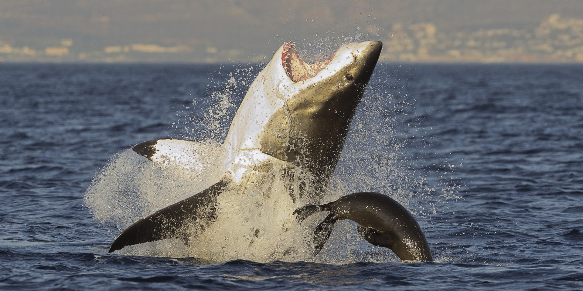 Sharks on South Carolina Beach