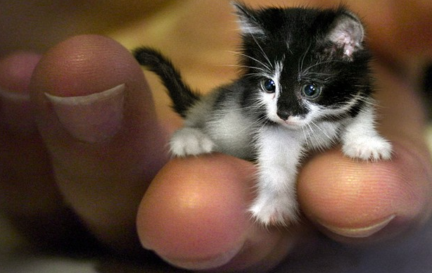 Mr. Peebles – The World’s Smallest Cat