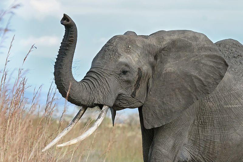 Images of Elephant Attack on Ian Gibson Emerge