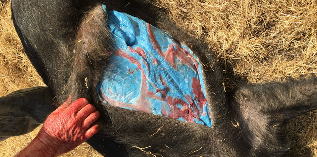 A Pig With Blue Fat Found in Morgan Hill