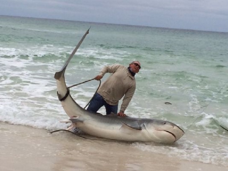 Fisherman Caught a Big Rare Freshwater Tiger Shark