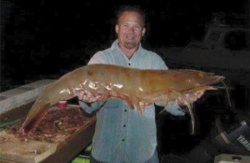A 102 Pound Shrimp Caught near Homosassa, Florida