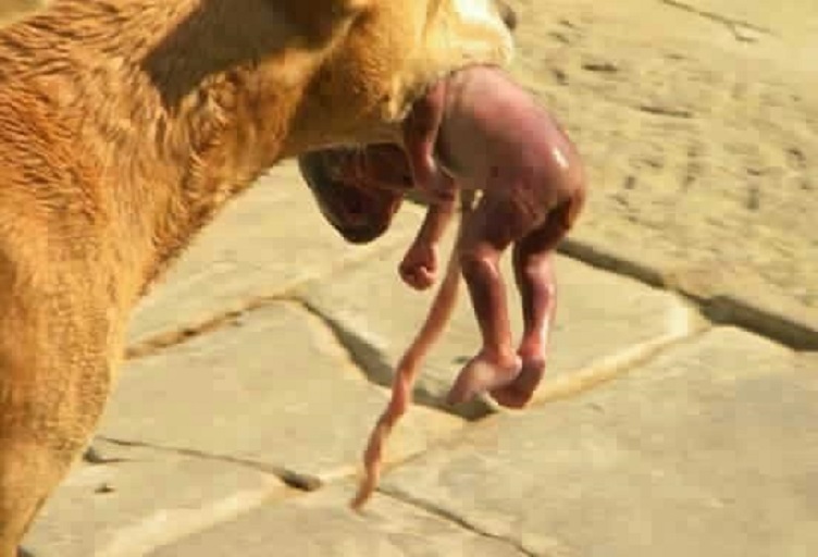 Dog Saves Abandoned Baby’s Life in Saudi Arabia