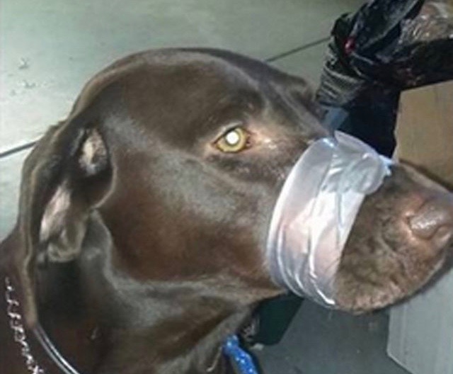 Rough Treatment : Dog with Taped Muzzle Duct Photo Goes Viral