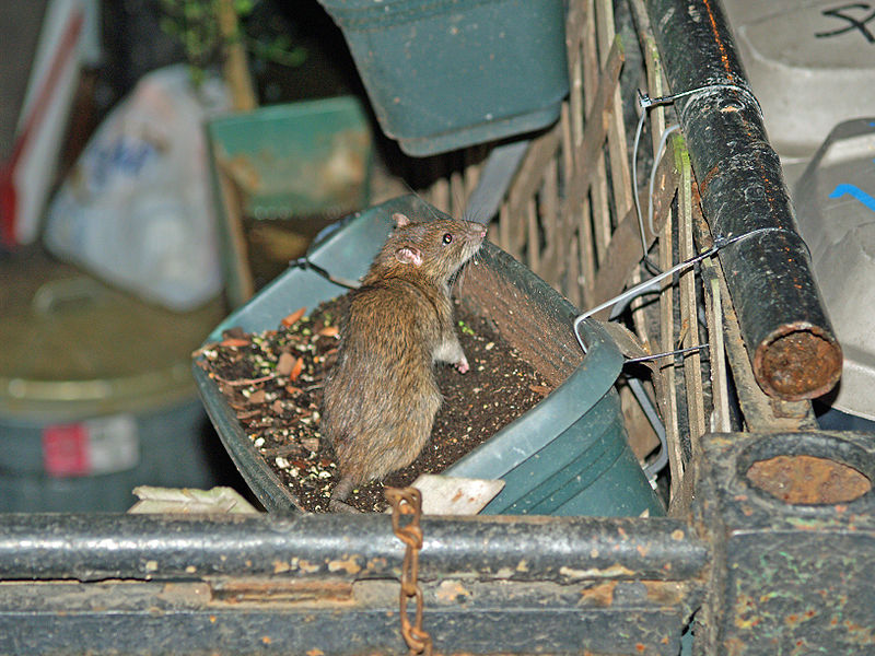 Is the Image of 41 lb Rat Caught in New York Real