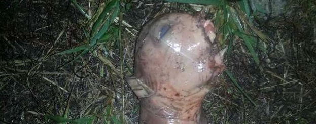 After UFO Sighting, Now a Dead Alien Creature