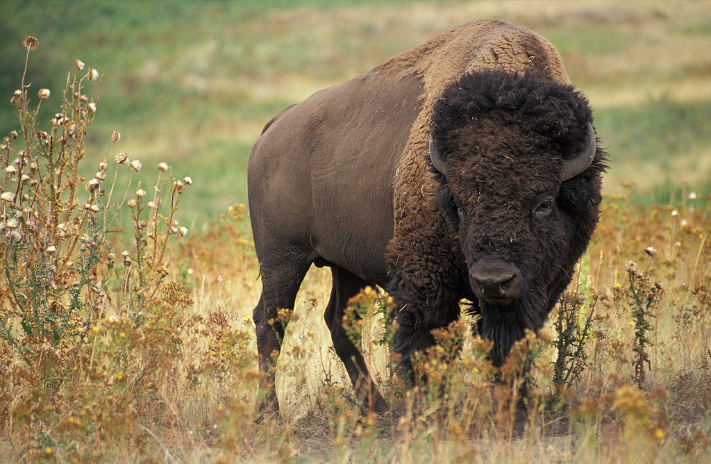 At least 31 Million Bison Killed Between 1868 and 1881