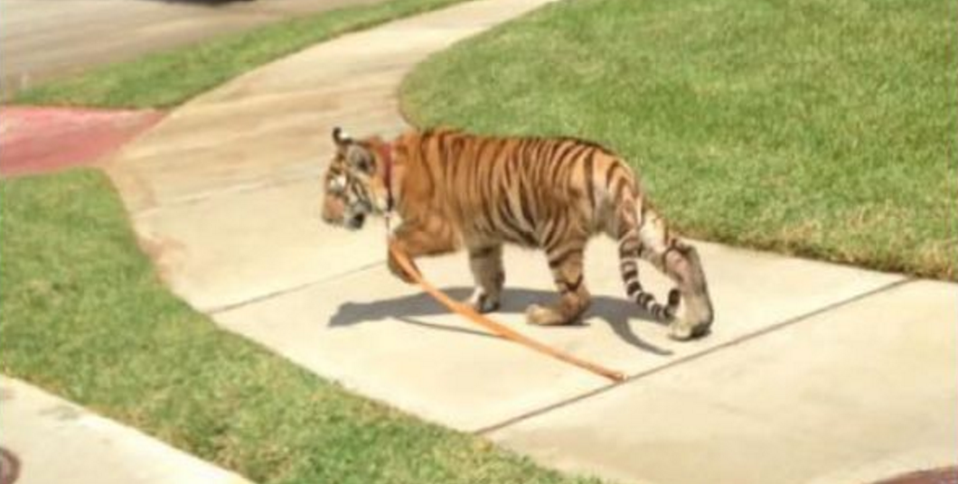 A Female Tiger Found at Public Place in Texas