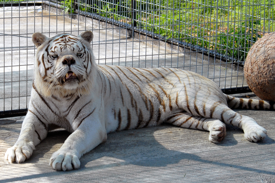 A White Tiger Affected With Down Syndrome and Dead