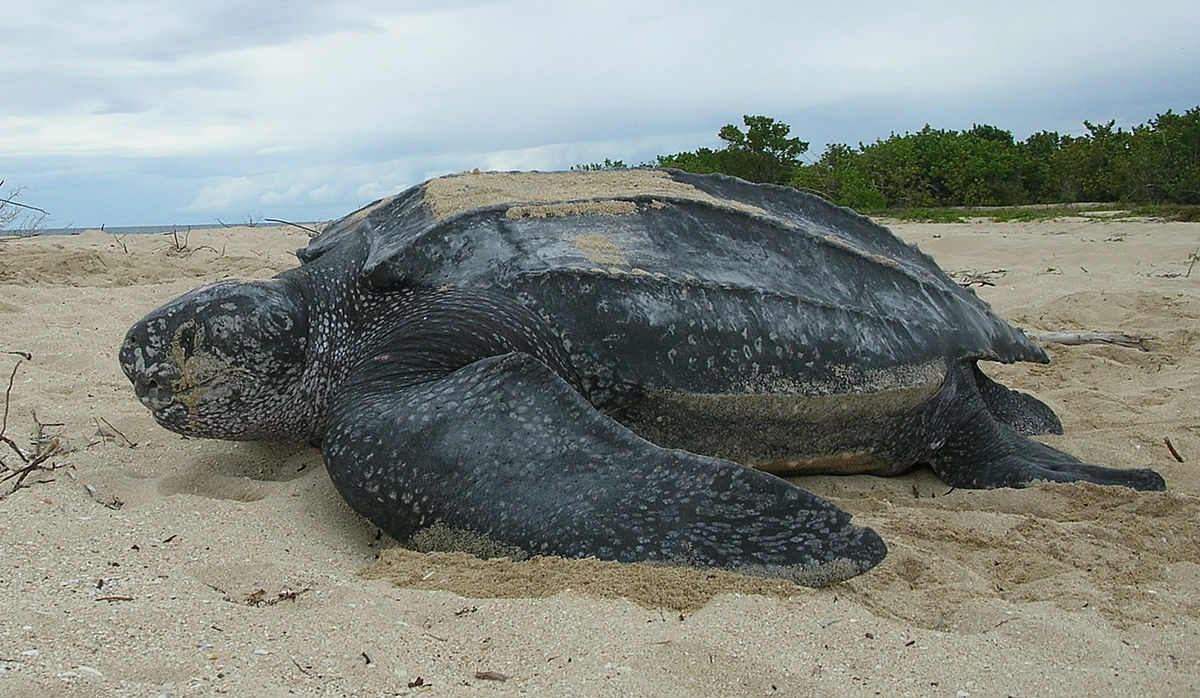 Leatherback Turtles Have the Capability to Eat Fighter Jellyfish