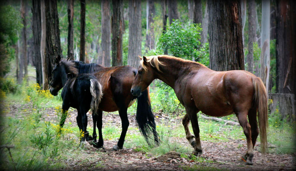 NSW Government Will Kill & Cut the Number of Wild Horses from 6K to 6 Hundred