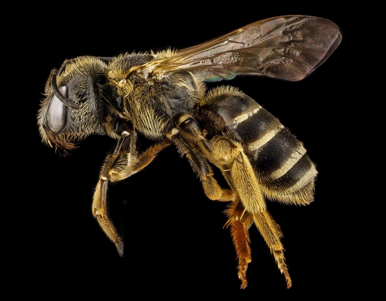 Can HIV Viruses be killed by Bee Sting?