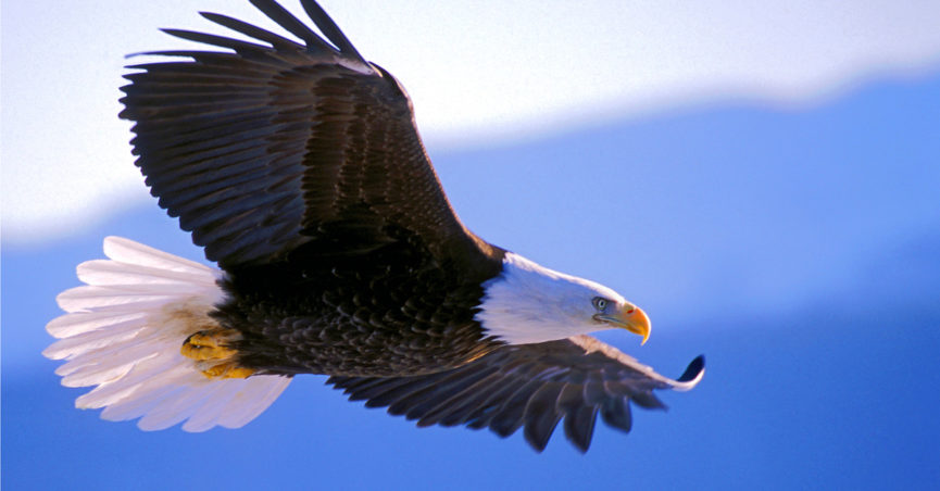 Did Trump Sign an Executive Order to Allow Americans Hunt Bald Eagles?