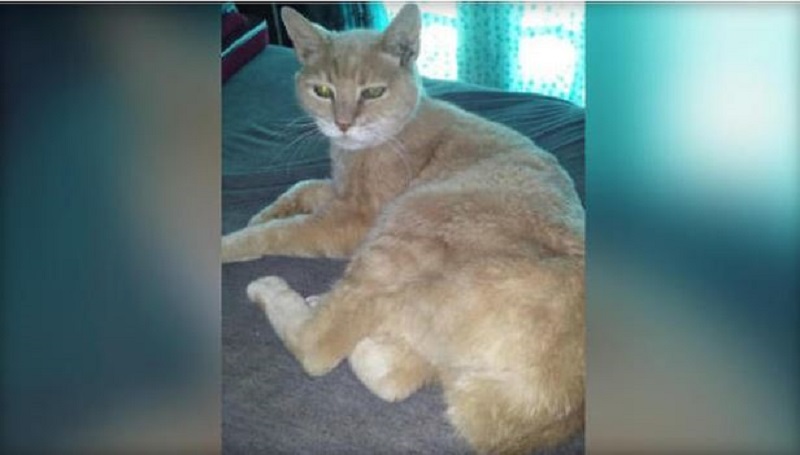 The Honorary Mayor Stubbs has died at the Age 20