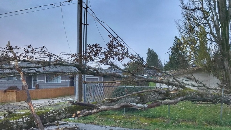 At least 1 Dead and 7 Injured due to a Heavy Windy Storm in Seattle