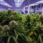 New Research suggests Cannabis Plants can prevent Covid-19 infection
