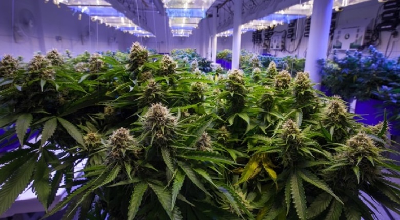 New Research suggests Cannabis Plants can prevent Covid-19 infection