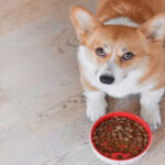 Top Dog Food Brands