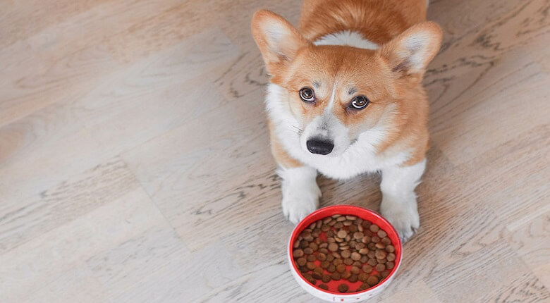 Top Dog Food Brands